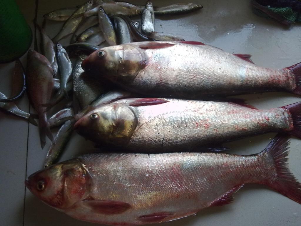 鲢鱼最近很火的做法，鲜嫩好吃，家里来做既实用又靠谱_哔哩哔哩 (゜-゜)つロ 干杯~-bilibili