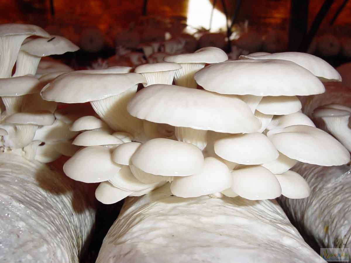 真菌 蘑菇 食品 新鲜 菌类 食用 自然 白 有机 健康图片下载 - 觅知网